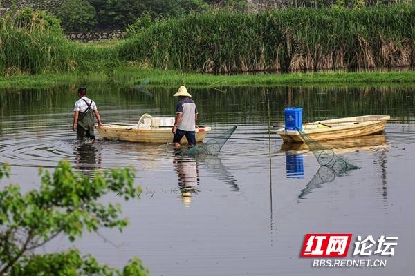 涨知识了！看小龙虾是怎样一步步从养殖场走上餐桌