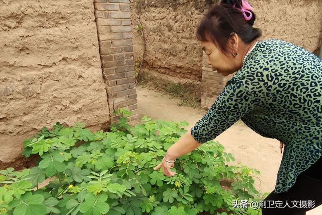 山西农民大姐种植咖啡豆，结果长出决明子，她说不想骂人