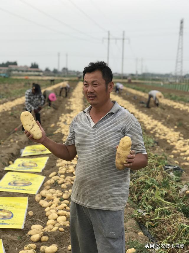 马铃薯种植高产有技巧，生长中后期做好这五项管理能增产