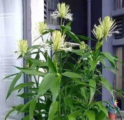 富贵竹水里加片药，快速生出根，叶子贼油绿，开花特仙气，好兆头