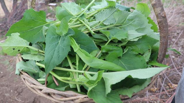 东北农村大山上都有哪些野菜？你认识几种？蒸2锅包子吃不够