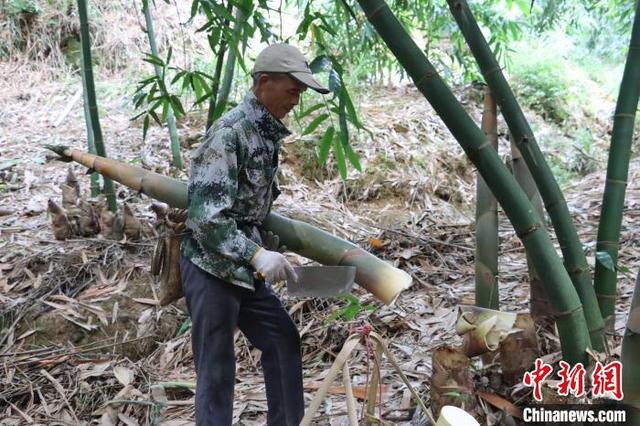 探访广东清远“岭南山珍”生产基地 麻竹笋成富民兴镇大产业