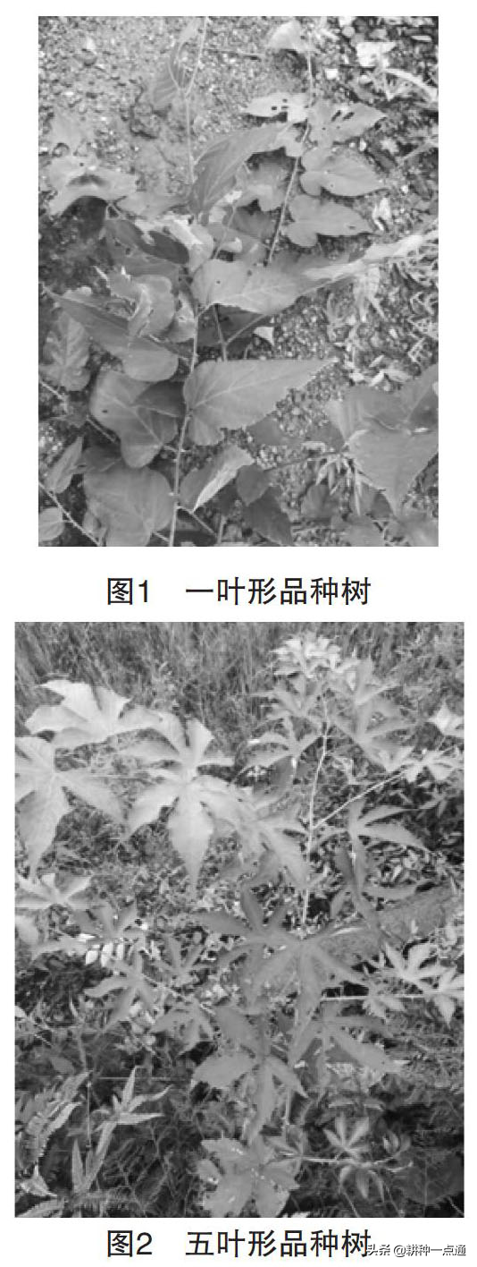 覆盆子品种简介及种植技术要点，想种植覆盆子的收起来