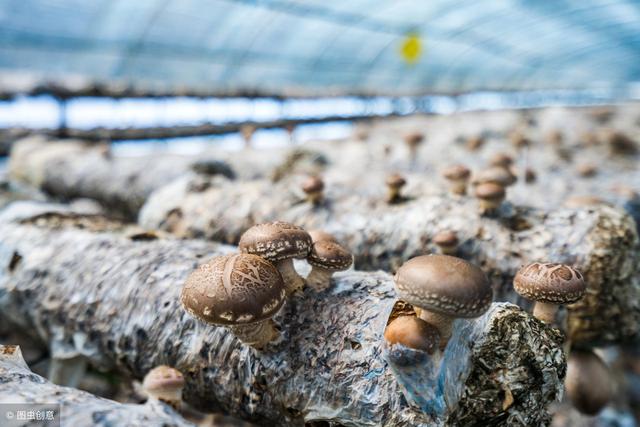 种植香菇，这项管理很重要，掌握技巧提高产量