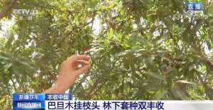 新疆能种植什么果树(「丰收中国」新疆莎车巴旦木挂枝头 林下套种实现双丰收)