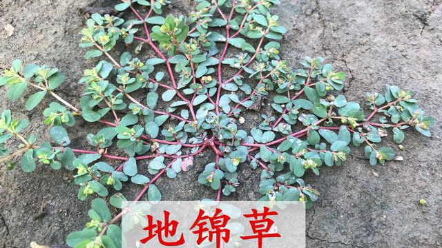 这种草叫地锦草，古代是珍贵药材，现代却成农田杂草，你见过吗？