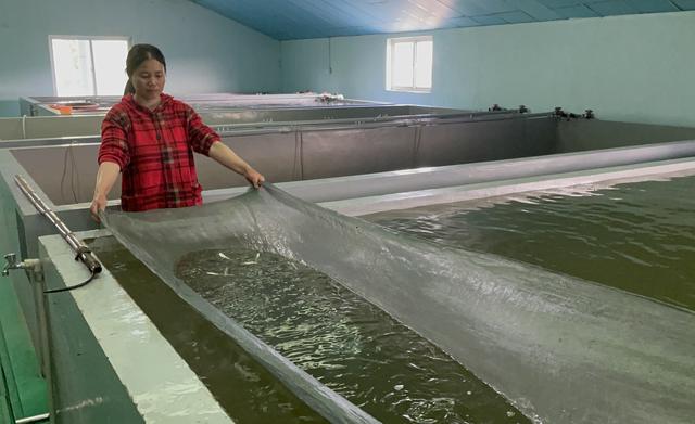 国际生物多样性日｜长江刀鱼保护与人工繁殖稳步推进