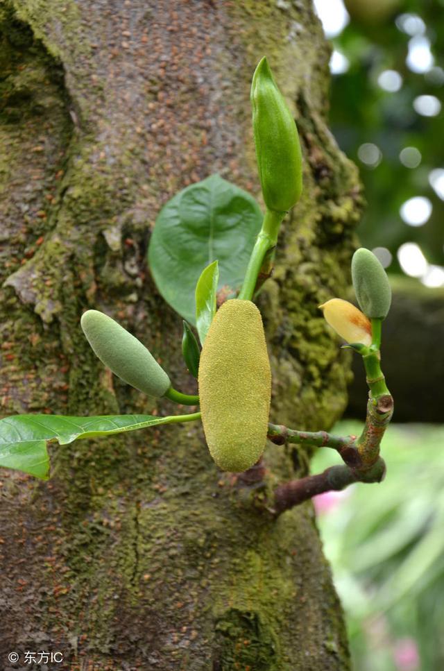 菠萝蜜怎样科学种植才能优质高产？记住这些就行了，真的很受用