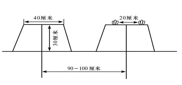 草莓管理大全！定植、缓苗、除草、肥水、补苗……12个技术分享