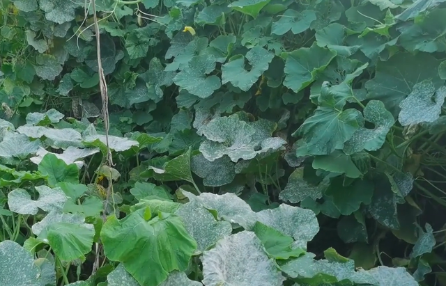 种的南瓜长不大？掌握种植技巧，南瓜摘不完，农户快来看看吧