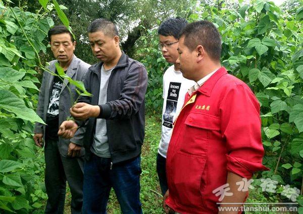 清水：千亩架豆王上市在即 群众稳定增收