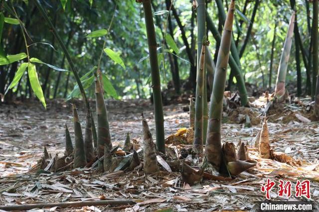 探访广东清远“岭南山珍”生产基地 麻竹笋成富民兴镇大产业