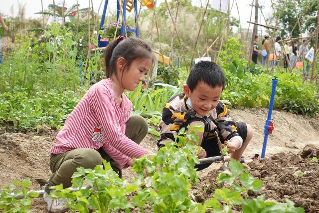 从播种收获到做成菜肴，广州花都这所学校打造班级“种植园地”