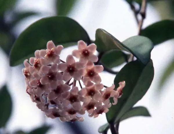 家里养盆栽绿植掌握这几个秘诀，想要将植物养死都困难