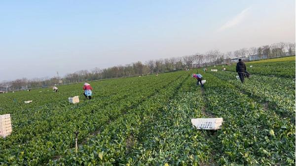 安徽临泉迎仙镇：产业兴旺奏响乡村振兴“交响乐”