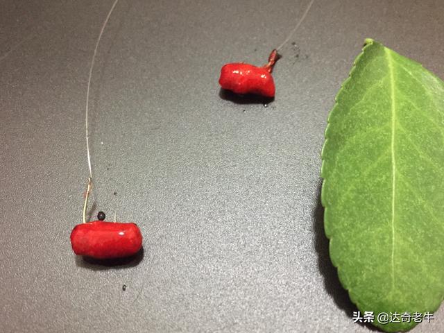 红虫蚯蚓颗粒怎么用？池钓大鲫鱼有学问，不是简单挂钩就能上鱼