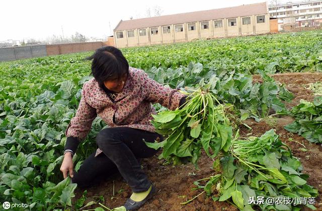  菠菜四季都可种植，掌握好这些播种管理要点，高产优收少不了