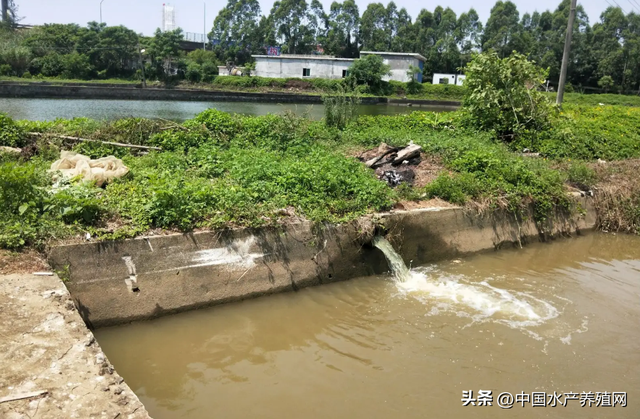 紧急！这个对虾养殖区，要求虾农月底清空虾塘！未来虾价怎么走？