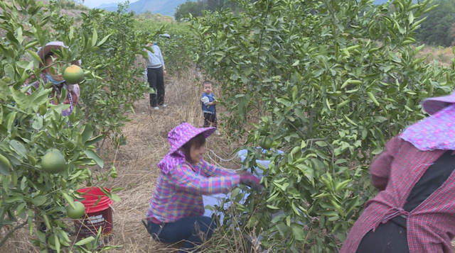 大湖镇：西柚俏枝头 田间喜丰收