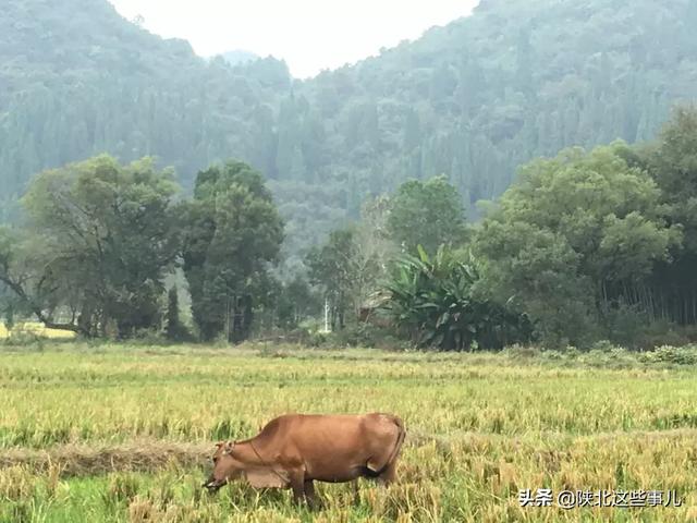 春天的乡下集市，生机勃勃