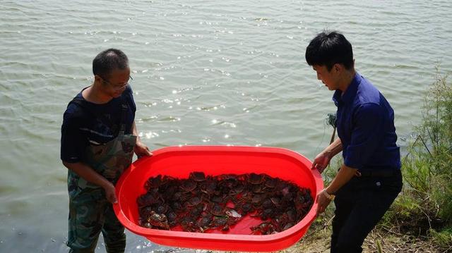 秋风起，蟹黄香，潍坊农民盐碱地上养出了大闸蟹