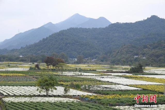 安徽休宁：万亩菊田成风景线和致富产业线