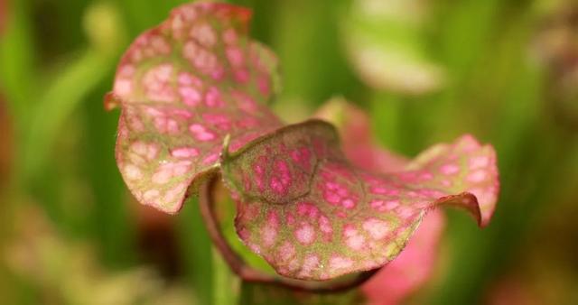 食虫植物“技能大赛”之茅膏菜、瓶子草