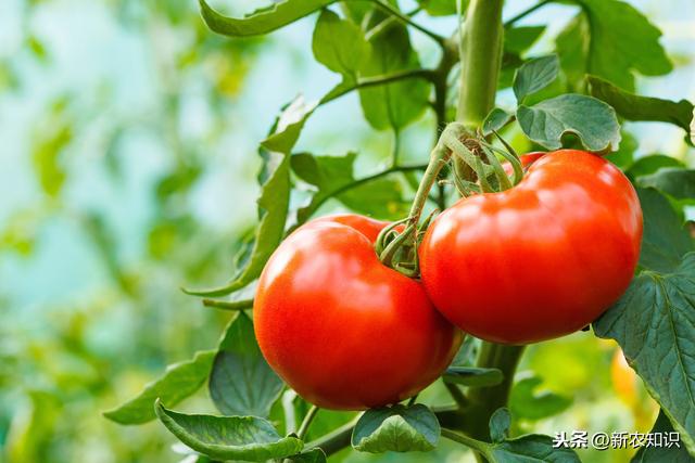 详细介绍大棚番茄高产、高品质种植技术，农户可以学一下