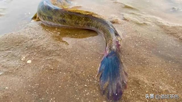 矛尾复鰕虎鱼生物学特性及人工增养殖技术