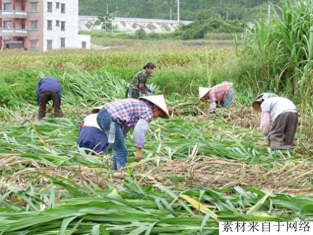 一年可收割8次，能长7米高，产量惊人，却陷入种植回收骗局