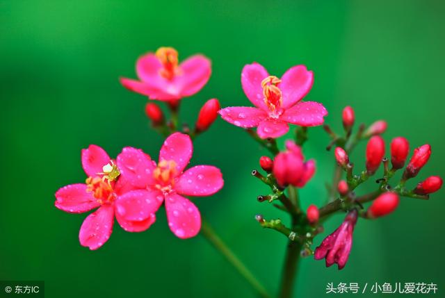 十几种花一年四季都可以种植，有水就能活，净化空气还能招财