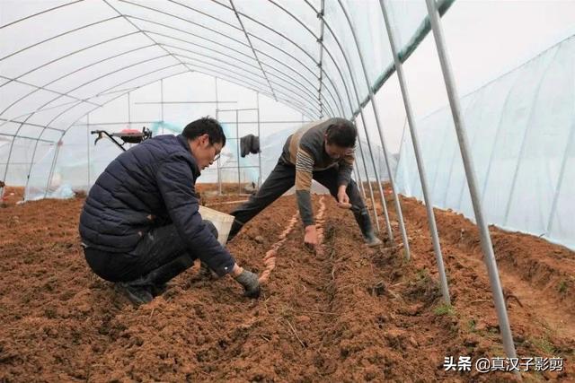 南方红薯育苗，历时60天，注意把握育苗时间和追肥方向