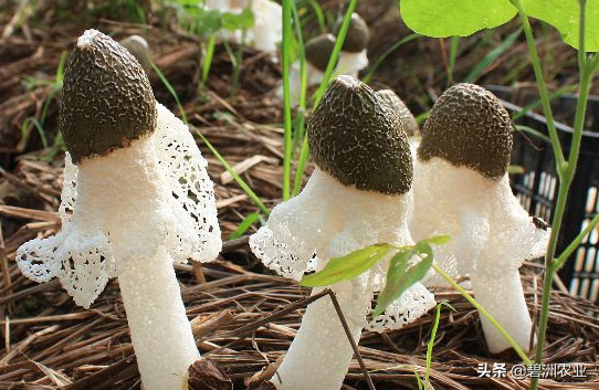 碧洲农业：草八珍之一，与您分享竹荪的种植经验，助您提高产量