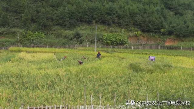 【农广天地】稻花香 鱼儿肥