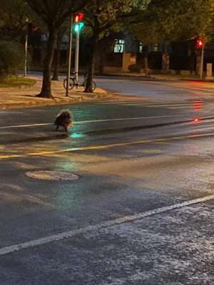 豪猪养殖基地照片(当时正在过马路，上海市区发现豪猪专家：非野生，或为人工饲养后“逃跑”)