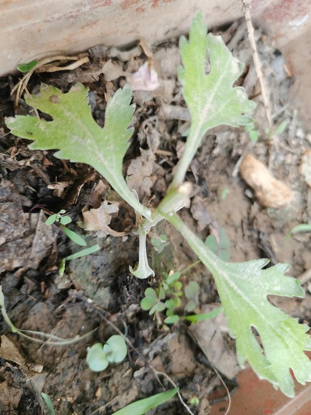 怎样养好一盆菊花？从扦插到上盆，如何施肥控高，新手养菊秘籍