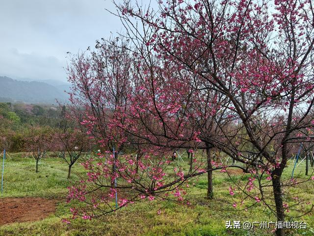 广州：樱花绽放来报春！ “好运”“旺地”陆续来