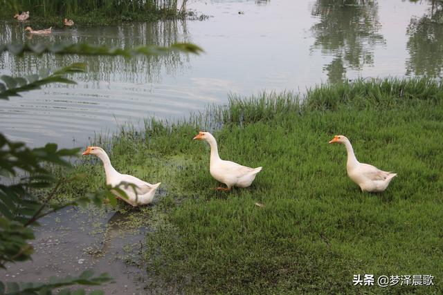 云梦秦园生态养殖家庭农场生态宜人