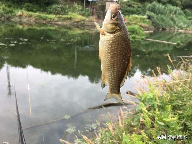 为什么反复强调春季钓浅水？对于新手这才是最靠谱的钓法！