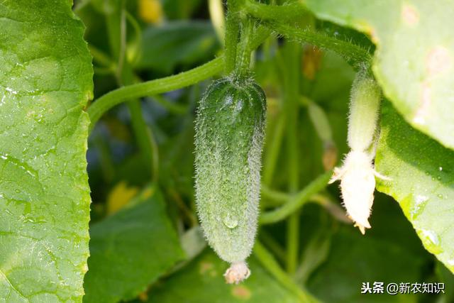 黄瓜种植全过程，掌握这些技巧，黄瓜味足，产量又高