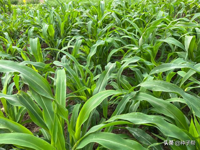南方养牛种什么草？墨西哥玉米草一天能长10公分，产量达 3~4 万斤