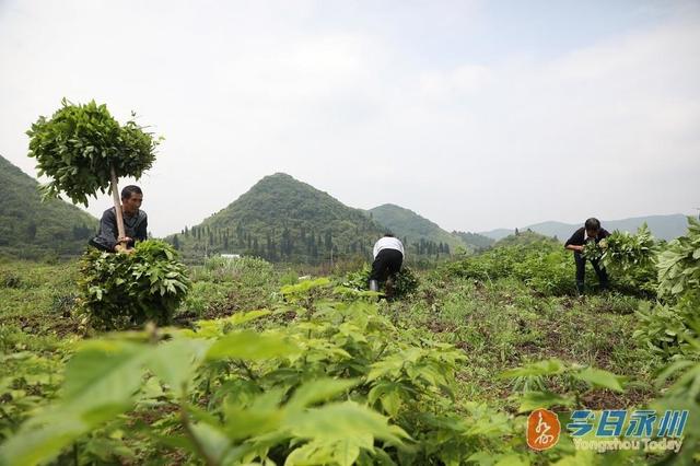 新田：种植构树开启“生态猪”养殖模式