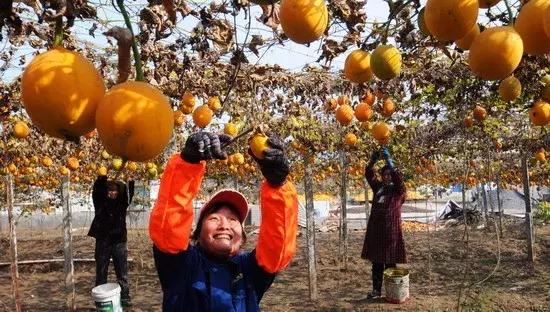 瓜蒌浑身都是宝，可一次种植多年采收