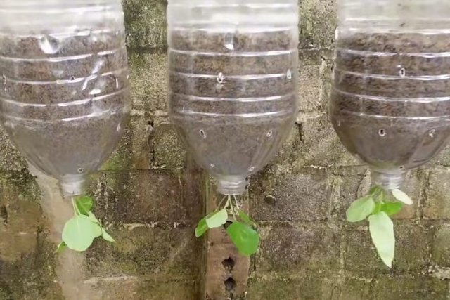 茄子倒栽在油桶里，与众不同的种植方法，花可赏果可摘