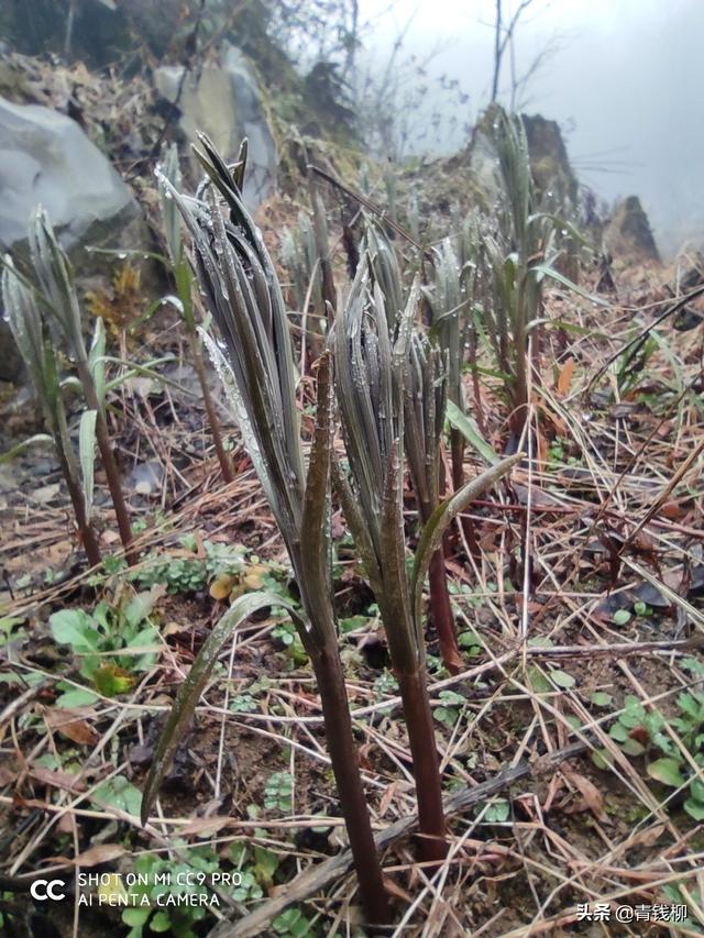 基金项目 浙贝母高产栽培技术