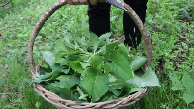 东北农村大山上都有哪些野菜？你认识几种？蒸2锅包子吃不够