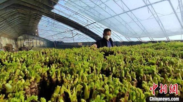 （新春走基层）吉林农人深耕山野菜种植 实现丰收又增收