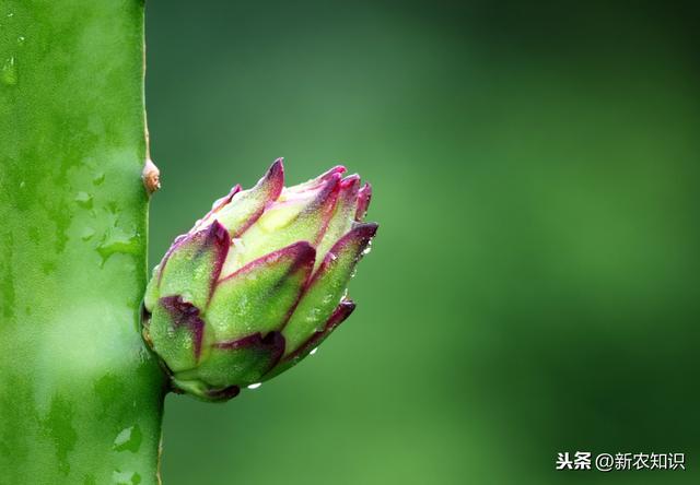 火龙果高效栽培技术，掌握起来更易高产，来学一下