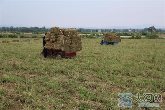 亩产干草500斤左右，郏县600亩苜蓿草喜获丰收