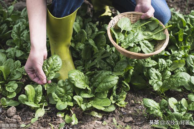  菠菜四季都可种植，掌握好这些播种管理要点，高产优收少不了